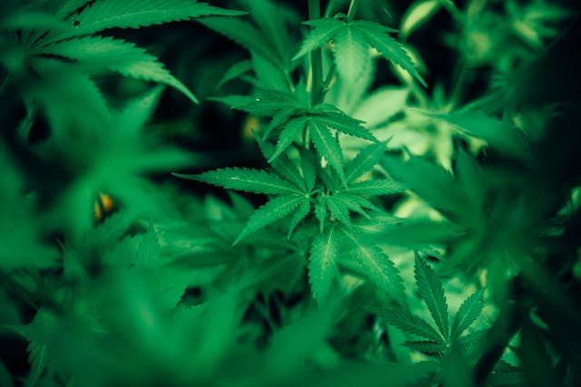 Cannabis et le Système Endocannabinoïde : Un Regard Approfondi